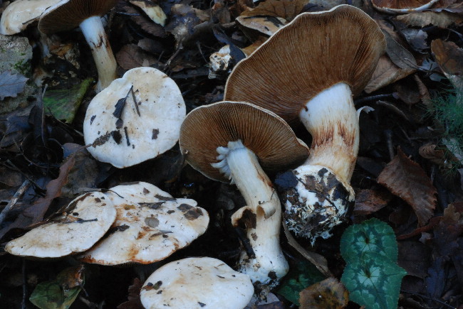 uscita prima della nevicata